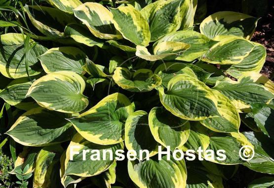 Hosta Twilight